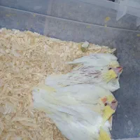 عروس هلندی (لوتینو)