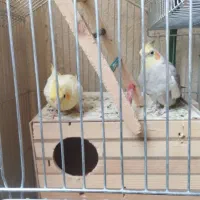 عروس هلندی نر و ماده