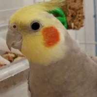 عروس هلندی نر