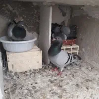 کبوتر مسافتی مولد