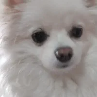 سگ پامر