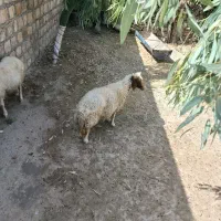 گوسفند ابستن