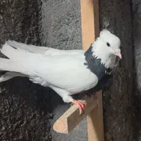 طوقی|پرنده|مبارکه, |دیوار