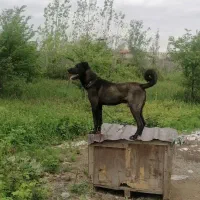 سرابی