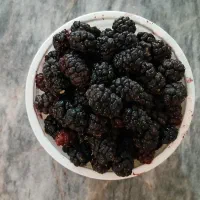 شاتوت