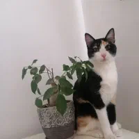 واگذاری رایگان گربه Dsh