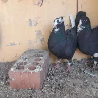 کبوتر