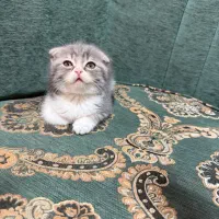گربه|گربه|آبادان, |دیوار