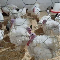 فروش بوقلمون غاز اردک وتخم بلدرچین واردک اسرائیلی