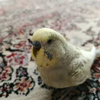 مرغ عشق دست آموز با وسایل
