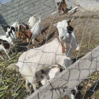 بز پاکستانی