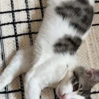 گربه ۳ماهه