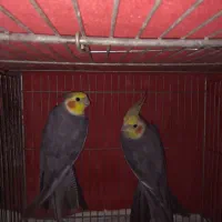 عروس هلندی نر بالغ