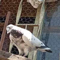 کبوتر کفتر بدرد بخور