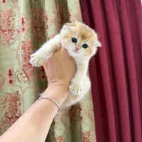 گربه