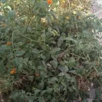 نیاز به همکاری