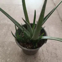 معاوضه با پتوس بزرگ