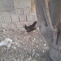 فروشی|حیوانات مزرعه|سعدآباد, |دیوار