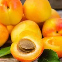 زردآلوی درجه1 رابر