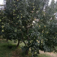 درخت سیب بهاری