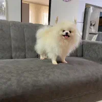 دختر سه ساله بمب کیفیت
