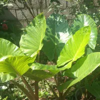 گلهایه زیبا با گلدون و پیاز