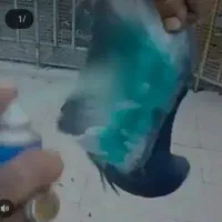 اسپری رنگ مخصوص کبوت