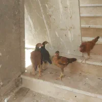 جوجه لاری زیر مرغی