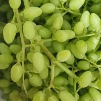 غوره آبگیری و عسگری زیر قیمت بازارباغدار هستم