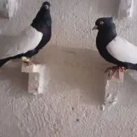سینه سیاه درشت کلکسیونی