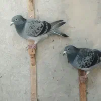 کبوتر|پرنده|بوشهر, |دیوار