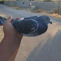 کبوتر