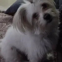 واگذاری رایگان