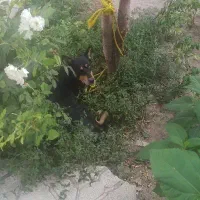 واگذاری سگ به حامی حیوانات یا خانواده