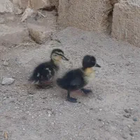 جوجه اردک محلی واسرائیلی