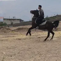 مادیون