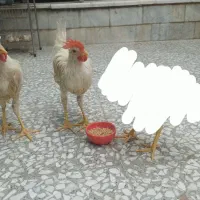 مرغ یا خروس جوان