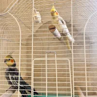 دو عدد عروس هلندی