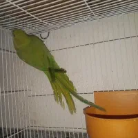 طوطی
