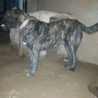 گمشده