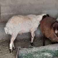 بره قوچ