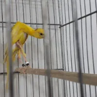 قناری نر جیبوس