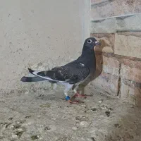 جوجه پلاکی