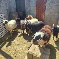 میش فربه وزن  ۸۰ کیلو