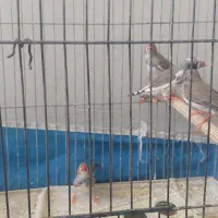 فنچ|پرنده|اصفهان, شمس آباد|دیوار