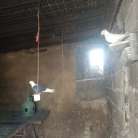 10عدد کبوتر سلامت به علت نداشتن جا