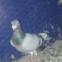 کفتر|پرنده|نیشابور, بنیاد شهید|دیوار