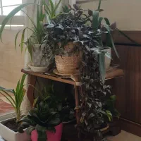 گل طبیعی|گل و گیاه طبیعی|اصفهان, دشتستان|دیوار