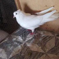 کفتر یکت