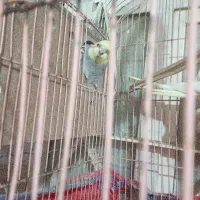 حمیدیه بلوار تعاون